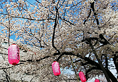 第33回中野通り桜まつり